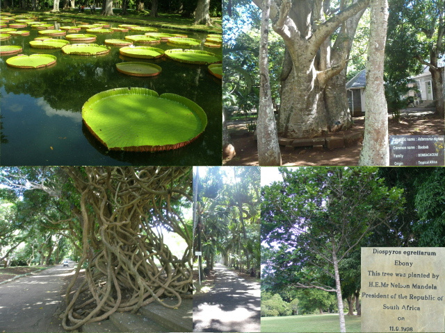 Botanic garden at Pamplemousses, Mauritius